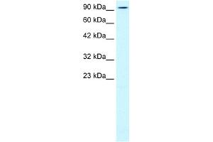 WB Suggested Anti-KIF5B Antibody Titration:  0. (KIF5B anticorps  (N-Term))