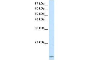 TARBP2 antibody used at 2. (TARBP2 anticorps)