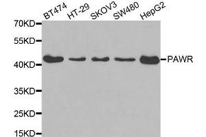 Western blot analysis of extracts of various cell lines, using PAWR antibody. (PAWR anticorps)