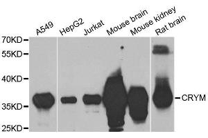 Western blot analysis of extracts of various cell lines, using CRYM antibody. (CRYM anticorps  (AA 1-314))