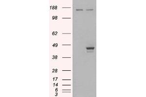 HEK293 overexpressing ELF3 (ABIN5400892) and probed with ABIN184777 (mock transfection in first lane).