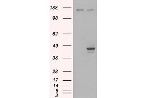 HEK293 overexpressing ELF3 (ABIN5400892) and probed with ABIN184777 (mock transfection in first lane). (ELF3 anticorps  (C-Term))