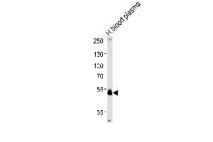SERPINF1 Antibody (Center) (ABIN391483 and ABIN2841452) western blot analysis in human blood plasma tissue lysates (35 μg/lane). (PEDF anticorps  (AA 279-306))