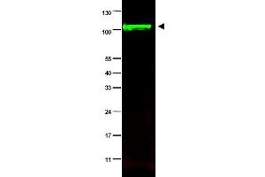 Image no. 1 for anti-Protein Phosphatase 1, Regulatory Subunit 13 Like (PPP1R13L) (AA 780-797), (Isoform 1) antibody (ABIN401339) (PPP1R13L anticorps  (Isoform 1))