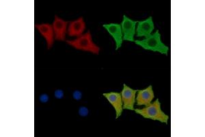 ABIN7096169 and ABIN7100231 staining HepG2 cells by IF/ICC. (RASAL1 anticorps)