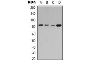Western blot analysis of Beta-adducin expression in Jurkat (A), HEK293T (B), Raw264.