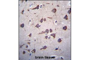 FKTN Antibody (Center) (ABIN656713 and ABIN2845942) immunohistochemistry analysis in formalin fixed and paraffin embedded human brain tissue followed by peroxidase conjugation of the secondary antibody and DAB staining.