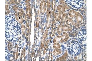 FAM55D antibody was used for immunohistochemistry at a concentration of 4-8 ug/ml to stain Epithelial cells of renal tubule (arrows) in Human Kidney. (FAM55D anticorps  (C-Term))