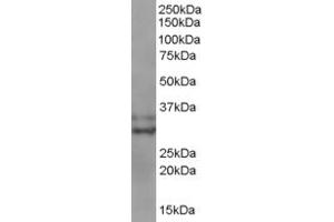 ABIN184599 staining (0. (BIRC7 anticorps  (C-Term))