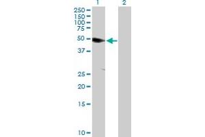 Western Blot analysis of ANKS1A expression in transfected 293T cell line by ANKS1A MaxPab polyclonal antibody. (ANKS1A anticorps  (AA 1-460))