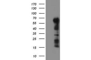 Image no. 2 for anti-Tripartite Motif Containing 9 (TRIM9) (AA 284-669) antibody (ABIN1491328) (TRIM9 anticorps  (AA 284-669))