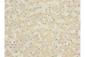 Immunohistochemistry of paraffin-embedded human liver tissue using ABIN7153515 at dilution of 1:100