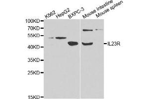 IL23R antibody  (AA 405-629)