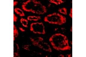 Immunofluorescence (IF) image for anti-SKI Proto-Oncogene (SKI) (N-Term) antibody (ABIN1031573) (SKI anticorps  (N-Term))