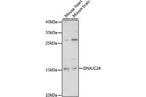 Western blot analysis of extracts of various cell lines, using DN antibody (ABIN7266828) at 1:1000 dilution. (DNAJC24 anticorps  (AA 2-149))