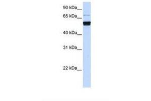 Image no. 1 for anti-Zinc Finger Protein 93 (ZNF93) (AA 182-231) antibody (ABIN6738398) (ZNF93 anticorps  (AA 182-231))