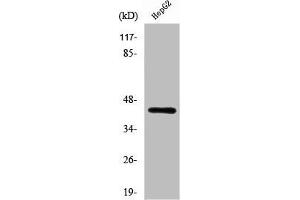 Western Blot analysis of LOVO cells using Rag C Polyclonal Antibody (GTR2 anticorps  (C-Term))