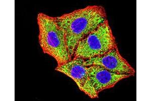 Immunofluorescence analysis of Hela cells using BNIP3 mouse mAb (green). (BNIP3 anticorps  (AA 50-155))