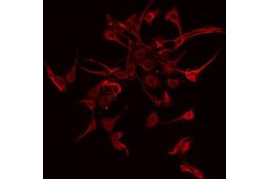 ABIN6276101 staining RAW264. (OLFML2A anticorps  (Internal Region))