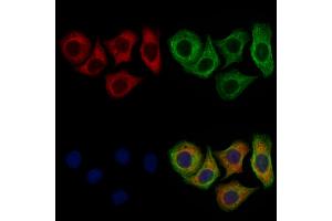 ABIN7097187 and ABIN7101267 staining Hela cells by IF/ICC.