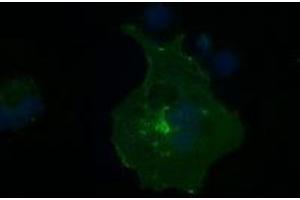 Image no. 7 for anti-Fc gamma RII (CD32) antibody (ABIN1497255) (Fc gamma RII (CD32) anticorps)