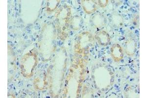 Immunohistochemistry of paraffin-embedded human kidney tissue using ABIN7175148 at dilution of 1:100 (Urotensin 2 anticorps  (AA 35-124))