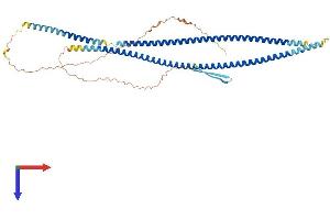 AlphaFold protein structure predicition of Mouse Recombinant Krt8 Protein, UniprotID P11679