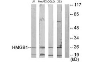 Western blot analysis of extracts from Jurkat/HepG2/COLO205/293 cells, using HMGB1 Antibody. (HMGB1 anticorps  (AA 131-180))