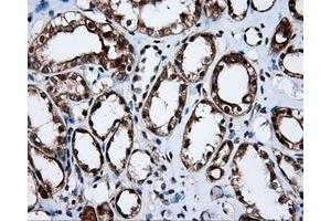 Immunohistochemical staining of paraffin-embedded liver tissue using anti-APP mouse monoclonal antibody. (APP anticorps)