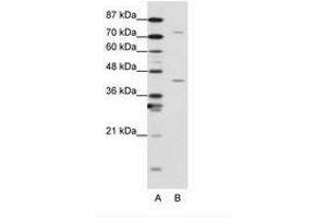Image no. 1 for anti-Transcription Elongation Factor A Protein 1 (TCEA1) (N-Term) antibody (ABIN203045) (TCEA1 anticorps  (N-Term))