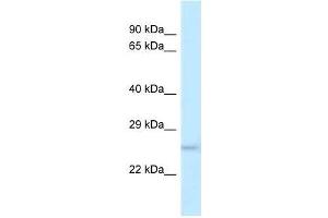 Western Blot showing Dusp19 antibody used at a concentration of 1. (DUSP19 anticorps  (N-Term))