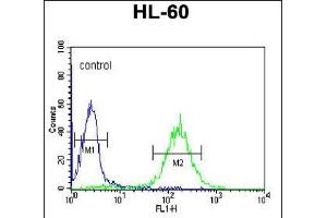 CBLB Antibody (Center) (ABIN652612 and ABIN2842410) flow cytometric analysis of HL-60 cells (right histogram) compared to a negative control-Rabbit IgG Isotype Control (left histogram). (Cbl Proto-Oncogene B, E3 Ubiquitin Protein Ligase (CBLB) (AA 103-130) anticorps)