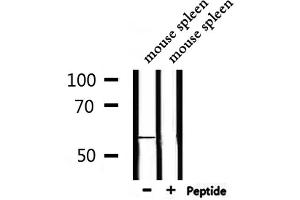 Western blot analysis of extracts from mouse spleen, using GPR176 Antibody.