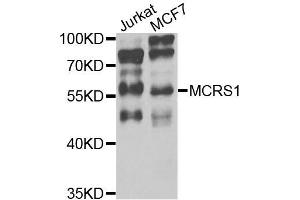 Western blot analysis of extracts of various cells, using MCRS1 antibody. (MCRS1 anticorps)
