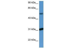 WDR83 antibody (70R-10058) used at 0. (MORG1 anticorps  (C-Term))