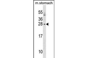 SIX6 Antibody (Center) (ABIN1538711 and ABIN2849339) western blot analysis in mouse stomach tissue lysates (35 μg/lane). (SIX Homeobox 6 anticorps  (AA 96-124))