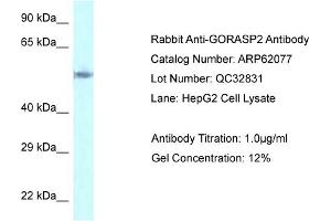Western Blotting (WB) image for anti-Golgi Reassembly Stacking Protein 2, 55kDa (GORASP2) (C-Term) antibody (ABIN2789009) (GORASP2 anticorps  (C-Term))