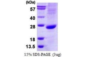 Figure annotation denotes ug of protein loaded and % gel used. (ATOH1 Protéine)
