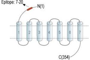anti-Chemokine (C-X3-C Motif) Receptor 1 (CX3CR1) (AA 7-20), (Extracellular), (N-Term) antibody