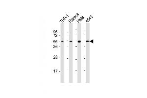 All lanes : Anti-P2K7 Antibody (C-Term) at 1:2000 dilution Lane 1: THP-1 whole cell lysates Lane 2: Ramos whole cell lysates Lane 3: Hela whole cell lysates Lane 4: A549 whole cell lysates Lysates/proteins at 20 μg per lane. (MAP2K7 anticorps  (AA 363-396))