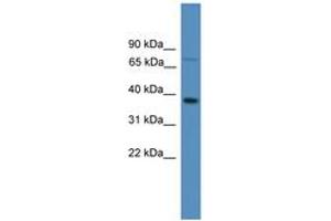 Image no. 1 for anti-Olfactory Receptor, Family 1, Subfamily S, Member 1 (OR1S1) (AA 251-300) antibody (ABIN6746646) (OR1S1 anticorps  (AA 251-300))
