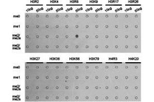 Dot-blot analysis of all sorts of methylation peptides using H3R8me2a antibody. (Histone anticorps)