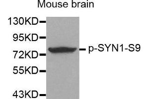 Western Blotting (WB) image for anti-Synapsin I (SYN1) (pSer9) antibody (ABIN1682105) (SYN1 anticorps  (pSer9))