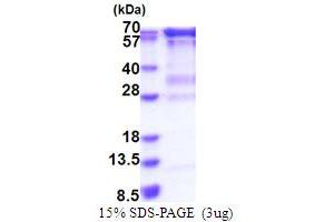 SDS-PAGE (SDS) image for RNA Guanylyltransferase and 5'-Phosphatase (RNGTT) (AA 1-597) protein (His tag) (ABIN5853868) (RNGTT Protein (AA 1-597) (His tag))