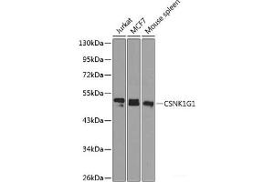 Western blot analysis of extracts of various cell lines using CSNK1G1 Polyclonal Antibody at dilution of 1:1000. (CSNK1G1 anticorps)