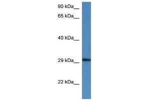 Western Blot showing Harbi1 antibody used at a concentration of 1. (HARBI1 anticorps  (N-Term))