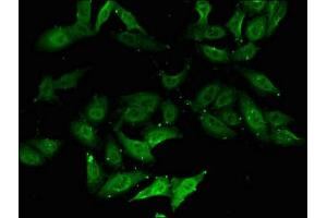 anti-Dom-3 Homolog Z (DOM3Z) (AA 69-266) antibody