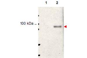 Western blot using Stat5a (phospho Y694) polyclonal antibody  shows detection of phosphorylated Stat5a (indicated by arrowhead at ~91 kDa) in NK92 cells after 30 min treatment with 1 ku of IL-2 (lane 2).