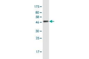 Western Blot detection against Immunogen (45.