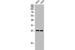 Western Blot analysis of COLO L929 cells using SRp20 Polyclonal Antibody
